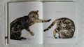 Котешки луксозни албуми, снимка 12