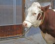 Повод въже за крави, телета, коне и други селскостопански животни Арт. №: 29540, снимка 2