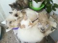 екзоти4ни сибирки принцеси котета, снимка 1 - Сибирски - 28548836
