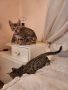 Бенгалска котка , снимка 7