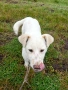Подарявам бяло кученце, снимка 5