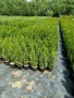 туя смарагд 50 см , снимка 2