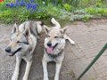 Чехословашки вълчак - малки кученца, снимка 2
