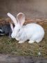 Зайци бели великани Свободни женски , снимка 4