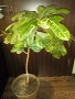 Планински кротон -1метър/15годишен/няколко разклонения , снимка 8