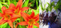 Хемерокалис оранжев, снимка 1 - Градински цветя и растения - 44900446