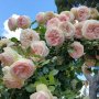 Роза 99 - на гол корен, снимка 1 - Градински цветя и растения - 43273209