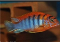 Аквариумни риби, африкански цихлиди от езерото Малави, снимка 4