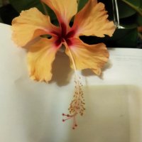 Китайски рози хибискус цвят банан оранжев празен фуния , снимка 1 - Стайни растения - 39360805