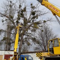 Рязане на опасни дървета с автовишка, снимка 4 - Други услуги - 28282984