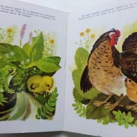 Пиленцето - Корней Чуковски - 1989г., снимка 8 - Детски книжки - 44095238