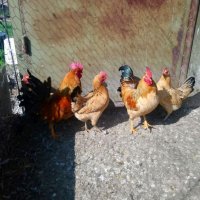 Джинки отлично гледани, снимка 5 - Кокошки и пуйки - 44222860