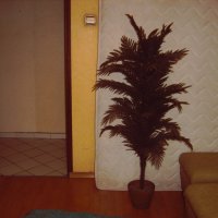 Изкуствена палма , кашпи, снимка 8 - Изкуствени цветя - 38864001