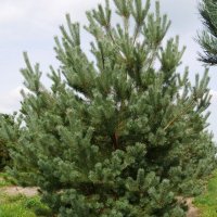 Бял бор, Pinus sylvestris, снимка 2 - Градински цветя и растения - 43936306