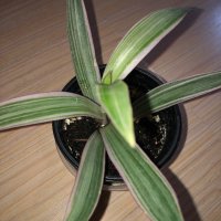 Tradescantia Spathacea Tricolor , снимка 1 - Стайни растения - 43554875