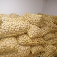Продавам семе Картофи сорт Сорая Агрия и Агата цена 1.20лв/кг област Пловдив , снимка 3 - Домашни продукти - 43341859