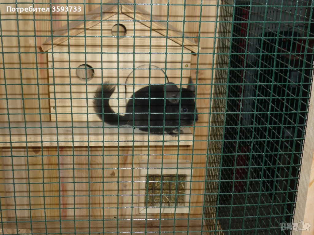 чинчила, снимка 1