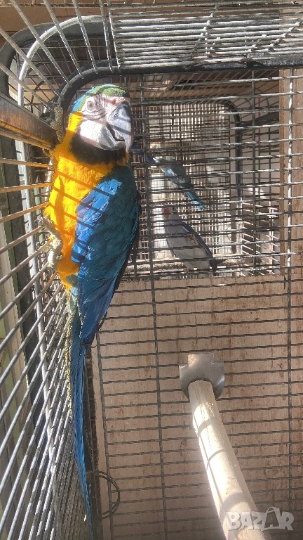 Ръчно хранена синьо жълта женска Ара, снимка 1