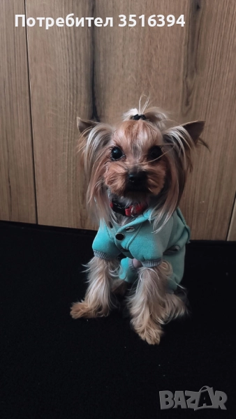 Дрехи за малки кучета, снимка 1