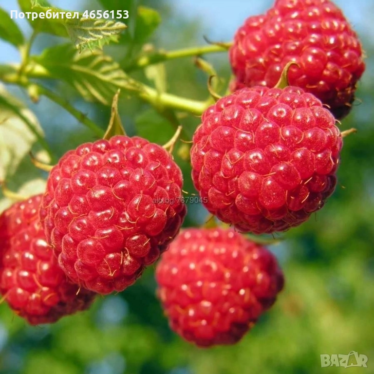 КОРЕНИ МАЛИНИ сорт Люлин и Херитидж, снимка 1