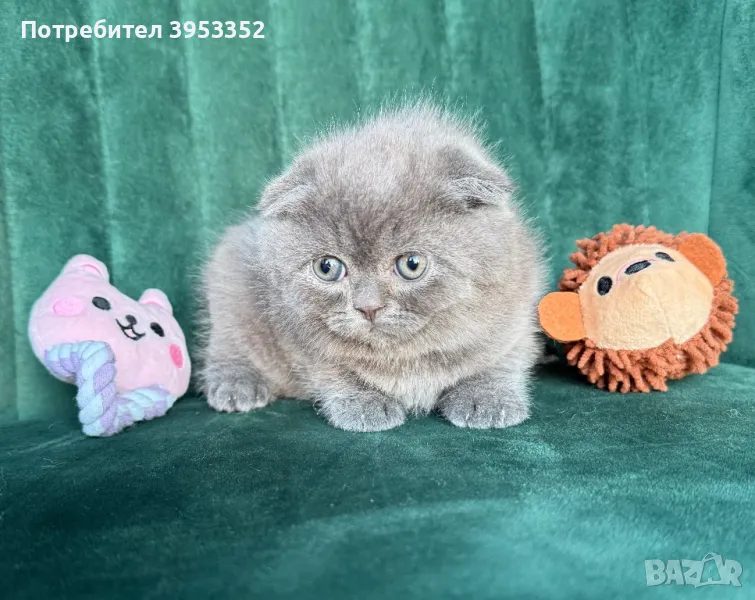 Британско клепоухо коте, снимка 1