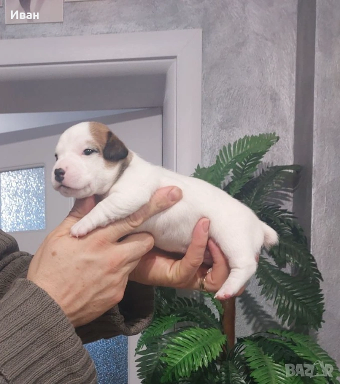 Джак Ръсел териер, снимка 1