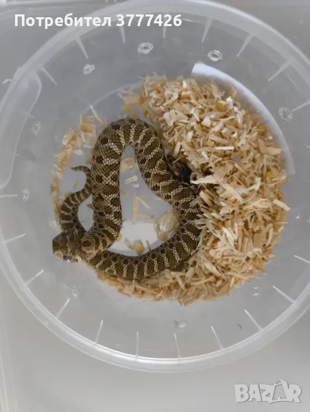 Свиненоса Змия, снимка 1