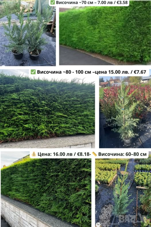 Лейландски кипарис, снимка 1