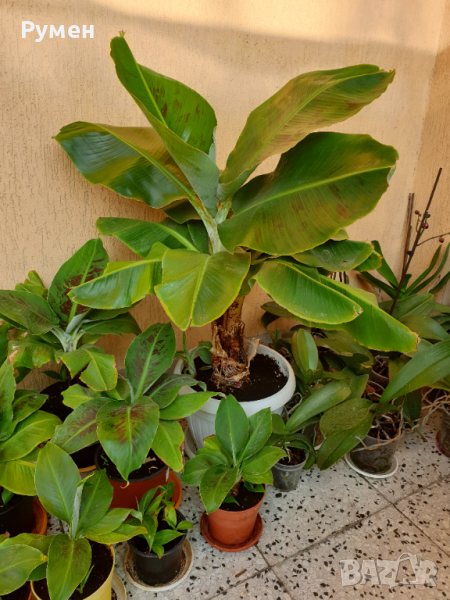 Продавам бананови палми различни размери, снимка 1