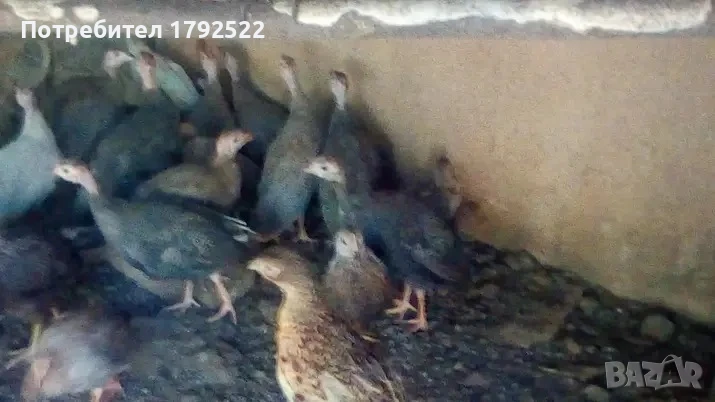 Продавам токачки , снимка 1