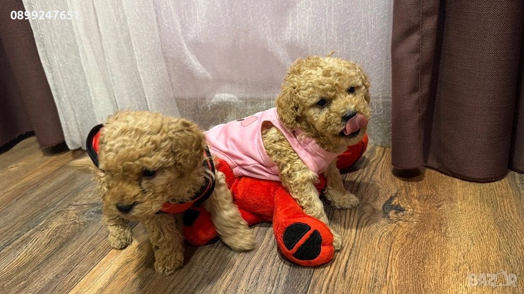 Пудел тойчета , снимка 1