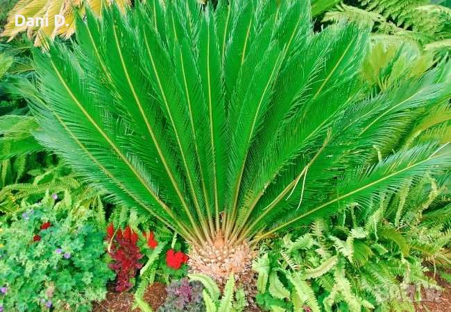 семена от красива екзотична палма от Канарските острови, снимка 1