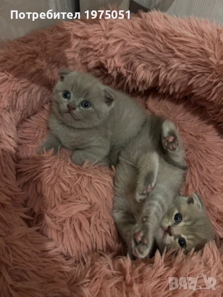 Шотландска клепоуха котка, снимка 1