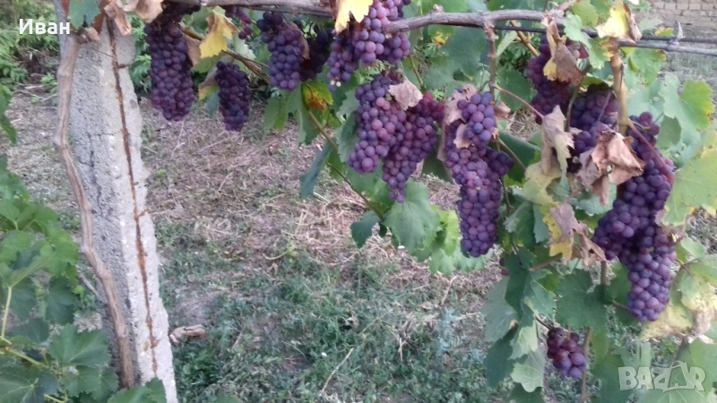 грозде , снимка 1