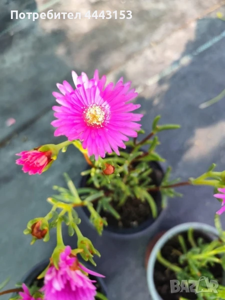 Ледено цвете /Fiori di Pinka Ice Plant , снимка 1