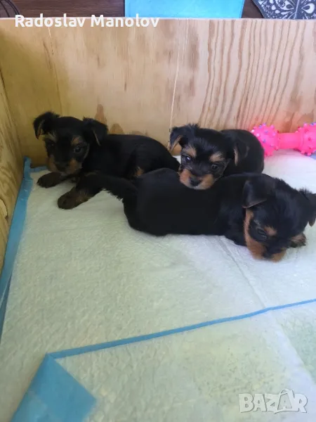 йоркширски териер , снимка 1