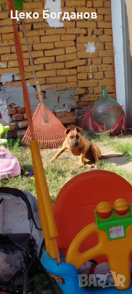 Женско куче боксер , снимка 1