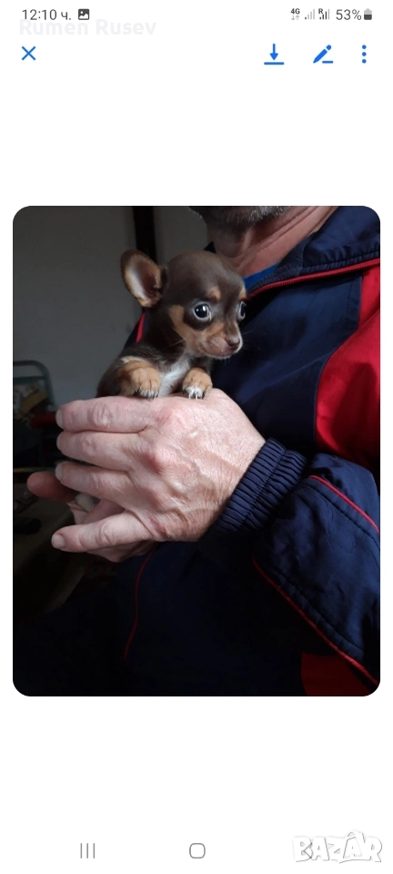 Продавам Чихуахуа женско, снимка 1
