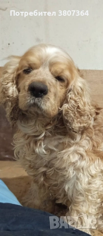 Американски Кокер шпаньол свободен за разплод 