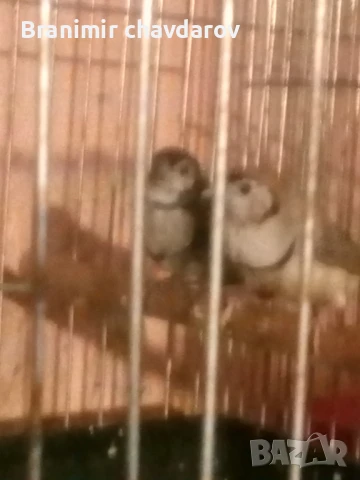 Продавам трастикови  белолики гулдови амадини, снимка 7 - Амадини - 50845325