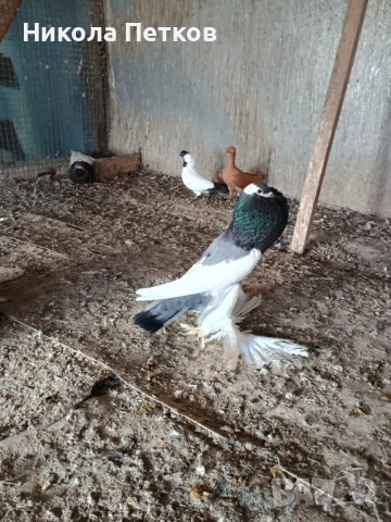 Седлати болани , снимка 7 - Гълъби - 52890583