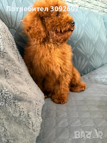 Пудели момчета, снимка 4 - Пудели - 53486475