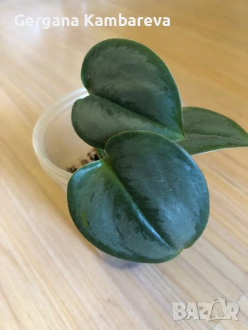 Scindapsus treubii Moonlight , снимка 2 - Стайни растения - 51360239