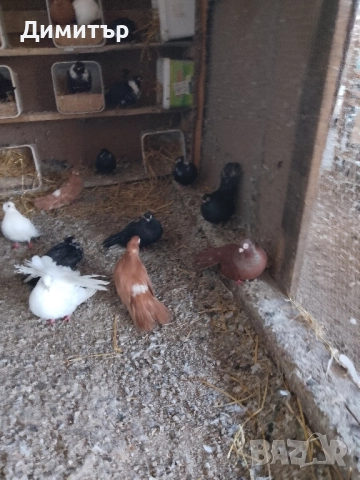Гълъби шуменски и декорация. , снимка 14 - Гълъби - 52318134