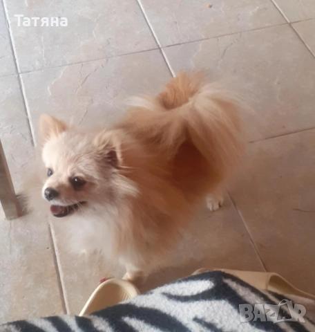 Мъжки и женски померан, снимка 14 - Померан - 52966945
