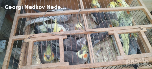 Продавам корели , снимка 2 - Папагали - 53386421