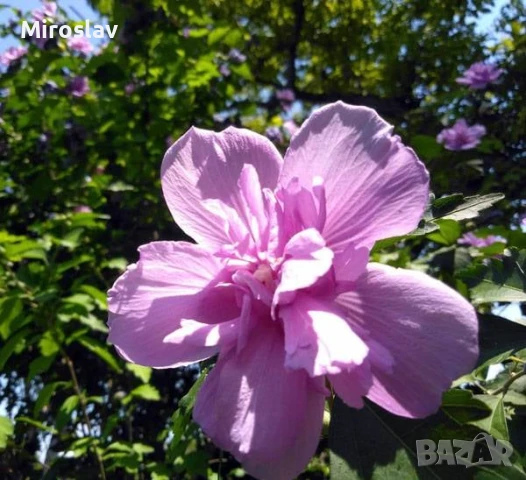 Хибискус Кичест 4 налични цвята, снимка 6 - Градински цветя и растения - 50890162