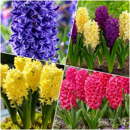 луковици на 4 вида зюмбюл