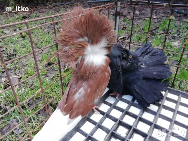  ФЕНЕРЛИИ 60 лв., снимка 17 - Гълъби - 24470593