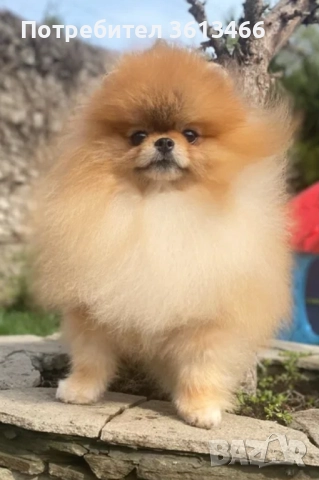 Померан babyface бели пухчета, снимка 6 - Померан - 52557849